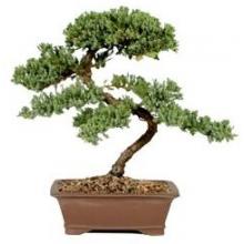 Brazilian Rain Tree