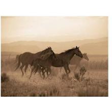 Desert Run Poster Print