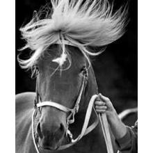 Horse Poster Print