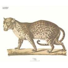Leopard Poster Print