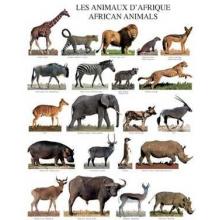 African Animals Poster Print