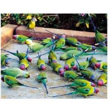 Parrots Of Rajasthan Poster Print