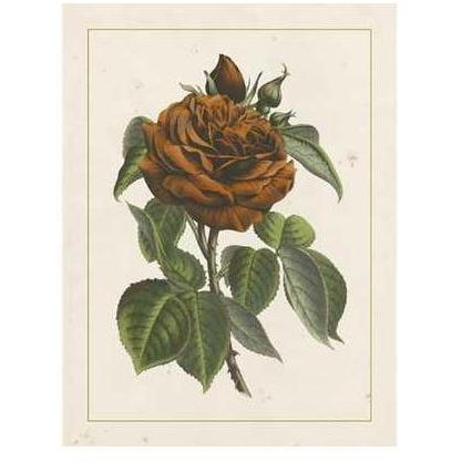 Chinese Red Rose I Poster Print