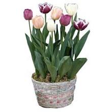 Ready To Grow Pastel Tulips