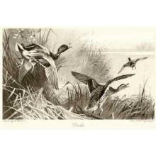 Ducks Poster Print