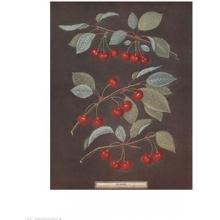 Cherries (B) Poster Print