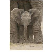 Big Ears (Baby Elephant) Poster Print