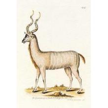 Antelope Poster Print