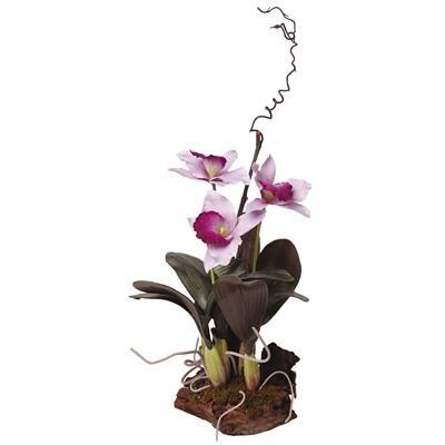 Cattleya W/Root Base