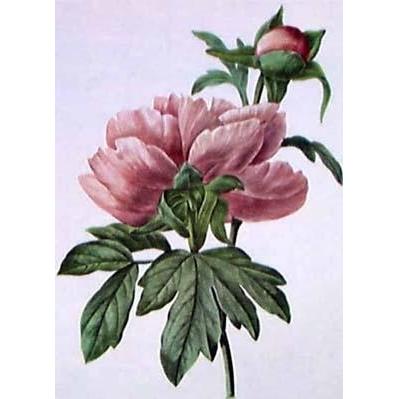 Chinese Peony Poster Print