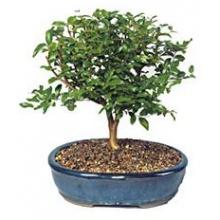 Jaboticaba