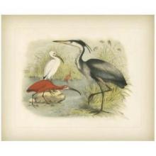 Heron & Ibis Poster Print