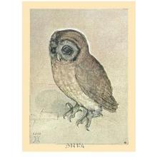 Little Owl Poster Print
