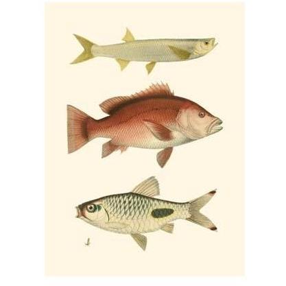 Antique Fish II Poster Print