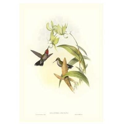 Gould Hummingbird IV Poster Print