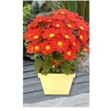 Red Mum In Square Yellow Pot