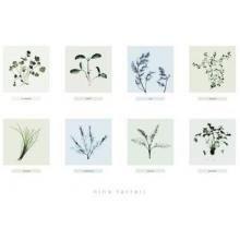 8 Herbs Poster Print
