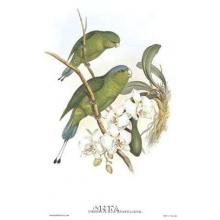Prioniturus Spatuliger Poster Print