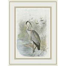 Common Heron Poster Print