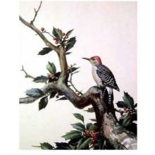 Red-bellied Woodpecker Poster Print