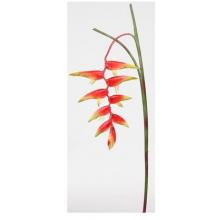 Dropping Heliconia