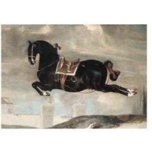 Black Horse Curioso Performing A Capriol Poster Print