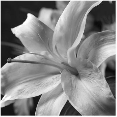 Pure Lily Poster Print