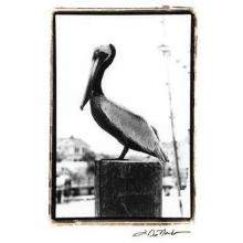 Pelican Perch Poster Print