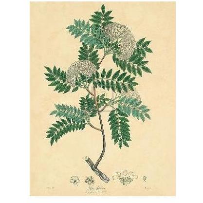 Unpublished East Indian Plants VI Poster Print