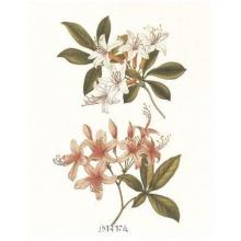 Swamp Honeysuckle Poster Print