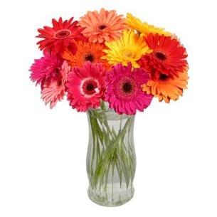 Gerbera Daisies