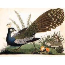 Peacock Mole Poster Print