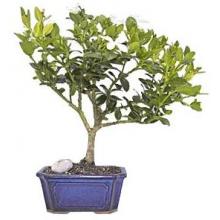 Plum Bonsai