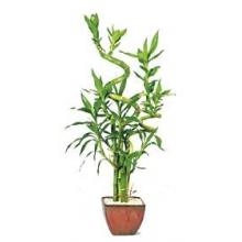 Deluxe Lucky Bamboo