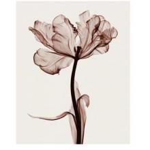 Parrot Tulips I Poster Print
