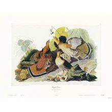 Ruffed Grouse Poster Print