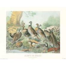 A Bevy Of Quail Poster Print
