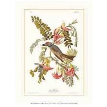 Pipiry Flycatcher Poster Print