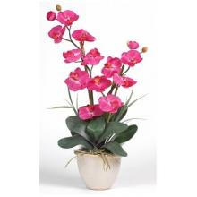 Double Stem Phalaenopsis