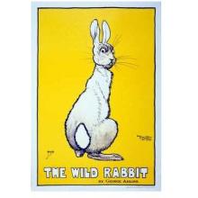 Wild Rabbit Poster Print