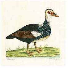 Muscovy Duck Poster Print