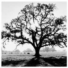 Oak Tree, Sunrise Poster Print