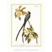 Fork-Tailed Flycatcher Poster Print