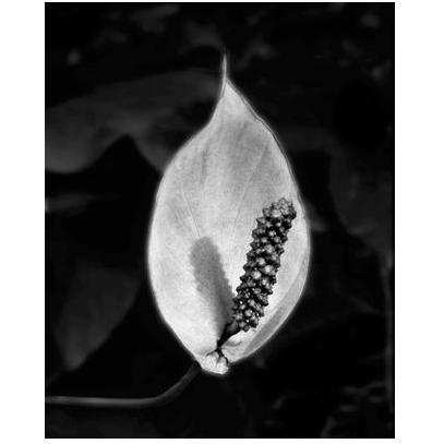 Peace Lily Poster Print
