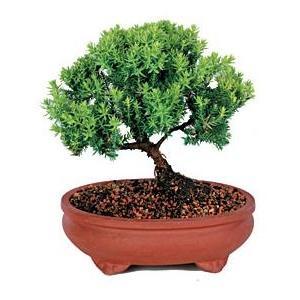Green Mound Juniper Bonsai