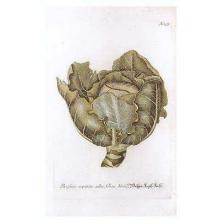 Cabbages Poster Print