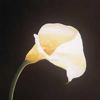 Calla Lily Poster Print