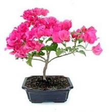 Bougainvillea Bonsai