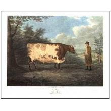 Durham Ox Poster Print