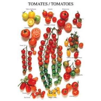 Tomatoes Poster Print